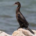 Pygmy Cormorant.jpg